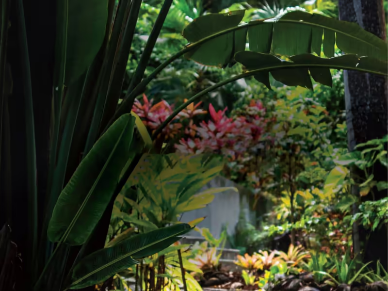 Landscaped garden path through dense planting